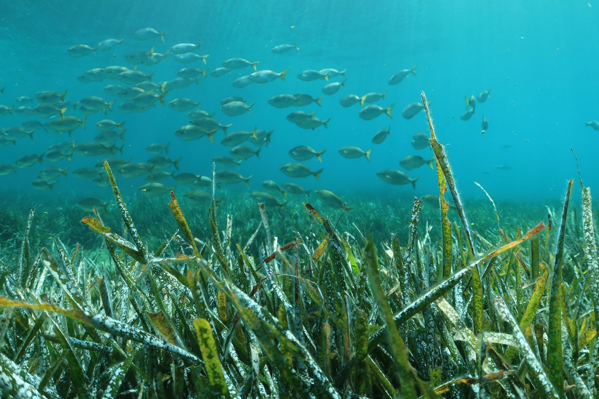 Pradera de posidonia con un banco de peces, el fondo típico del Mediterráneo